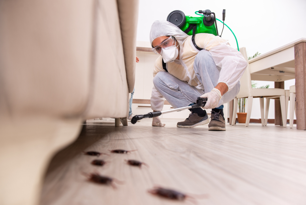 Pest Control Services: Your Trusted Allies in Pest Prevention and Control