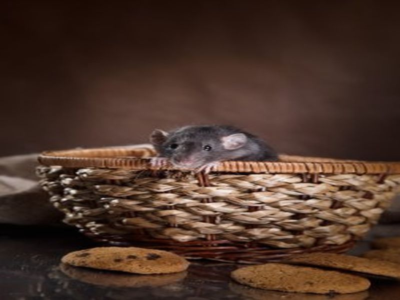 Rat Troubles? Pest Control Solutions That Deliver