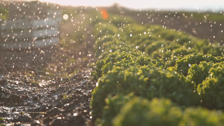 How Drip Irrigation Systems Revolutionize Water Conservation in Agriculture