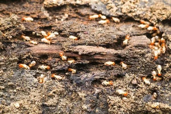 Sydney’s Battle Against Termites: Effective Strategies Revealed